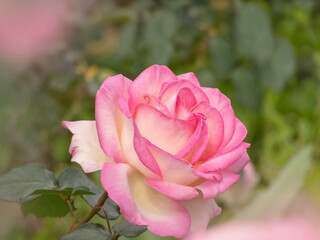Creamy white edged with pink hybrid tea rose flower. Beautiful rose bloom with blush petals.
