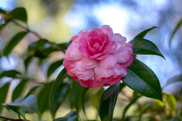 Bright and pale pink camellia japonica bicolor rose form flower with green leaves.