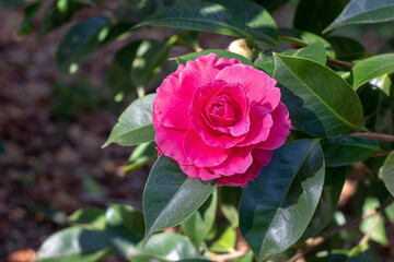 Pink camellia japonica with green leaves.