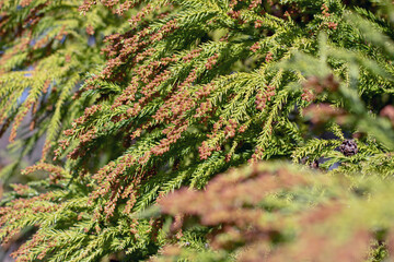 Cryptomeria japonica, Japanese plume Cedar or Plume Cryptomeria branches with cones close-up.