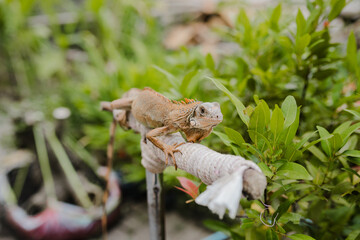 front of view of albino iguana on tree stick