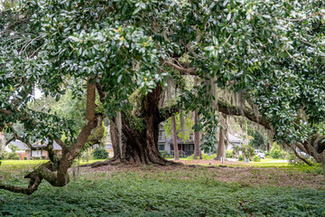 wormsloe historic site, savannah, georgia