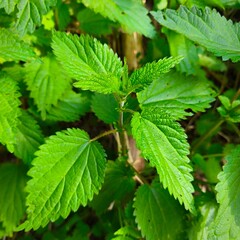 Nettle (Urtica). Beautiful green and healthy herb. Concept for nature, alternative medicine and herbal treatment.