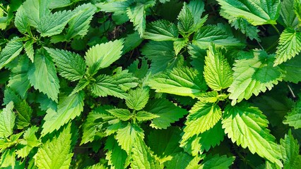 Nettle (Urtica). Beautiful green and healthy herb. Concept for nature, alternative medicine and herbal treatment.