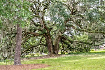 wormsloe historic site, savannah, georgia