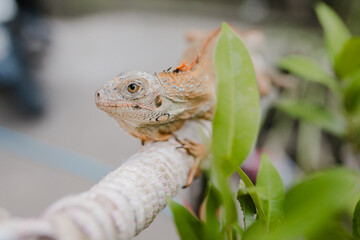 front of view of albino iguana on tree stick