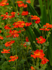 Geum coccineum in summertime. Red flowers of Geum coccineum in green background