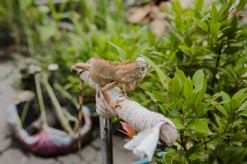 front of view of albino iguana on tree stick