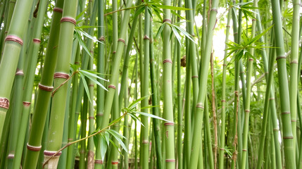 Fototapeta premium Green bamboo. Picture can be used as a background