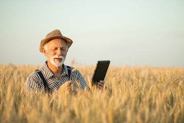 An elderly farmer thoughtfully engages with his tablet in a golden wheat field, merging tradition...