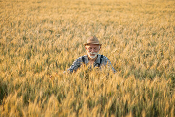A joyful elderly farmer smiles amidst a golden wheat field, embracing the beauty of nature and his harvest with open arms.