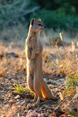 Yellow mongoose (Cynictis penicillata) standing on its hind legs, observing its surroundings.