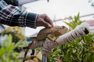 male human hand holding a tame albino iguana