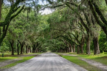 wormsloe historic site, savannah, georgia