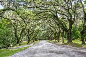 wormsloe historic site, savannah, georgia