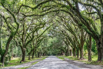 wormsloe historic site, savannah, georgia