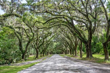 wormsloe historic site, savannah, georgia