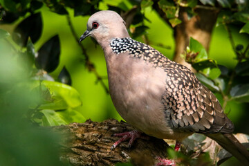Spotted ash dove in closeup, Sri lanka