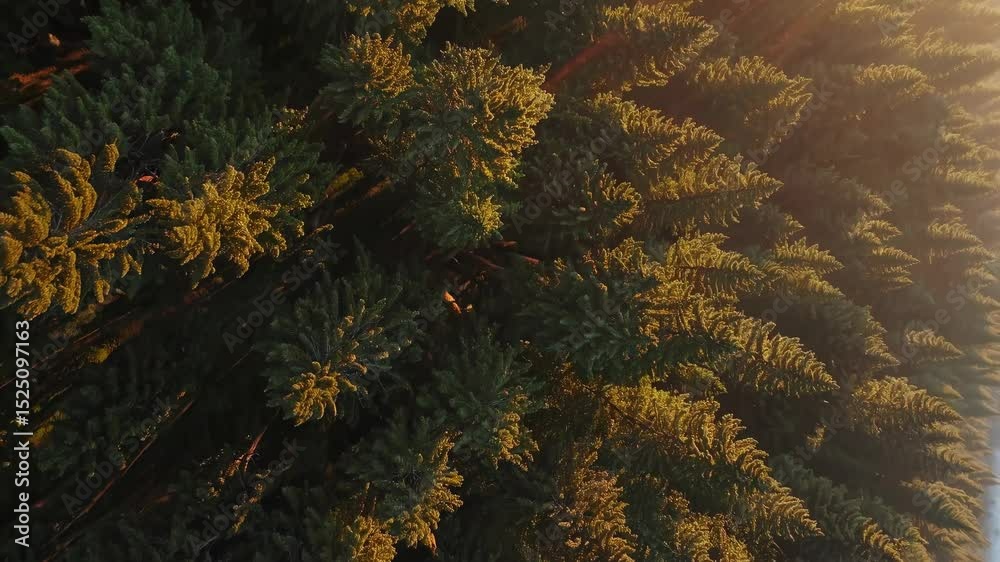 Poster golden sunlight filters through a dense forest of evergreen trees during sunset over a tranquil land