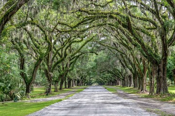 wormsloe historic site, savannah, georgia