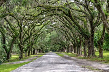 wormsloe historic site, savannah, georgia