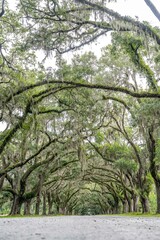 wormsloe historic site, savannah, georgia