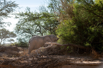 Happy elephant is playing with a tree in a sunny day, Namibia.