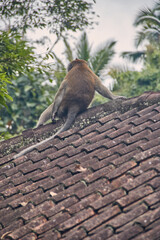 monkey