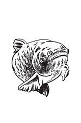Graphical carp fish on white background, seafood . Vector illustration