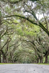 wormsloe historic site, savannah, georgia