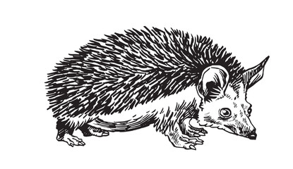 Graphical hedgehog on white background,vector illustration. Forest animal