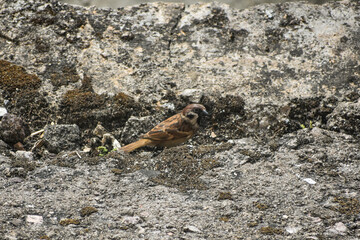 Eurasian tree sparrow perched on mossy rocks, natural habitat background.