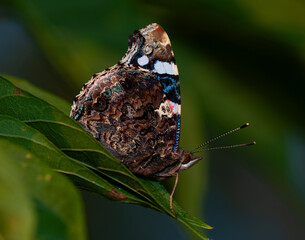 butterfly Red Admiral, Vanessa atalanta, sitting on a leaf