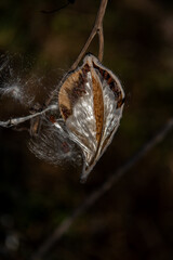 milkweed, butterfly flower, silkweed, silky swallow-wort. Seeds emerging from a follicle. Pappus of Asclepias syriaca