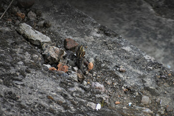Eurasian tree sparrow perched on mossy rocks, natural habitat background.