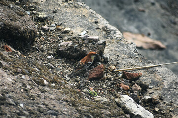 Eurasian tree sparrow perched on mossy rocks, natural habitat background.