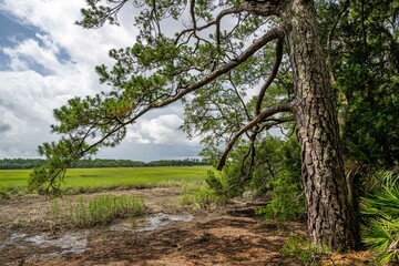 wormsloe historic site, georgia