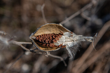 milkweed, butterfly flower, silkweed, silky swallow-wort. Seeds emerging from a follicle. Pappus of...
