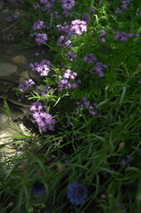 purple flowers in the garden