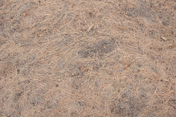 Dry Pine Needles on Ground. A full-frame texture of dried pine needles covering the forest floor, ideal for natural background or texture use.