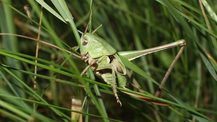 grasshopper on a grass