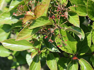 実を生したハクサンボク