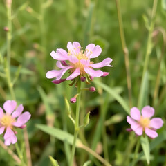 Fototapeta premium Pink Wildflower