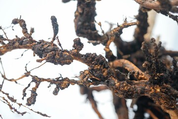 Root-knot disease caused by nematodes in guava
