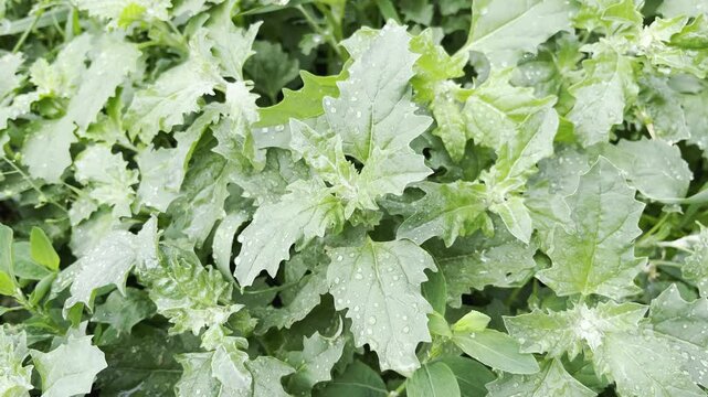 Atriplex Sagittata (Atriplex nitens, Atriplex lucida, Atriplex viridis) Plant with Dewdrops