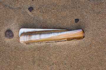 Atlantic jackknife clam resp.Ensis directus,North Sea, Cambois Beach, Northumberland June 2025
