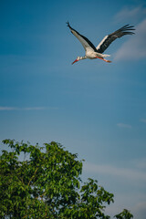White stork in flight, wings spread against a clear blue sky.