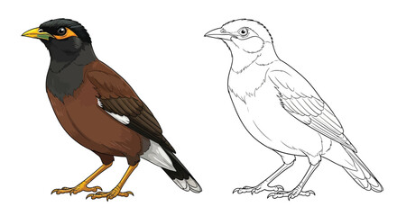 Obraz premium Common Myna Coloring Sheet Featuring Full Color and Clean Line Art for Young Bird Enthusiasts