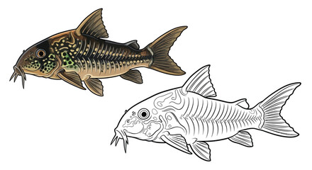 Fototapeta premium Corydoras Catfish Coloring Page with Detailed Colored and Clear Outline Pair Illustration