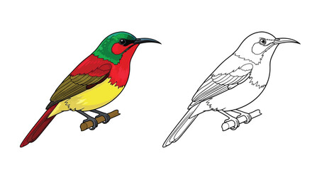 Crimson Sunbird Coloring Page with Detailed Colored and Clear Outline Styles